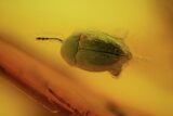Fossil Fly (Diptera) & Beetle (Coleoptera) In Baltic Amber #120609-1